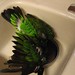 Frank Bathe Photo 16