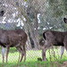 Teresa Parks Photo 39