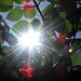 Susan Jeffers Photo 35