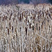 Lora Winter Photo 17