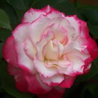 Susan Mccloskey Photo 6