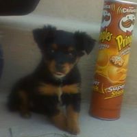 Ollie Prince Photo 1
