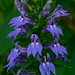 Virginia Bellflower Photo 9