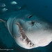 Jason Isley Photo 24