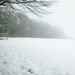 Misty Green Photo 44
