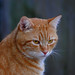 Bob Barley Photo 31