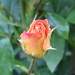 Rosa Collado Photo 37