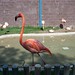 Michael Flamingo Photo 18