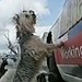 Carol Smock Photo 19