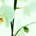 Lillie Green Photo 30