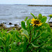 Daisy Palacios Photo 34