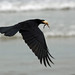 Chris Carrion Photo 32
