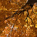 Sun Song Photo 32