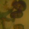 Nathaniel Holmes Photo 1