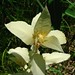 Kevin Plant Photo 38