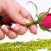 Rose Fuller Photo 33