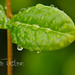 Hope Green Photo 43