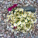 Gloria Flowers Photo 36