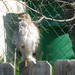 Austin Hawk Photo 39