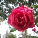 Bonita Rose Photo 26