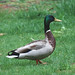 Don Mallard Photo 23