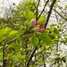 Virginia Apple Photo 18