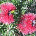 Lynne Brown Photo 44
