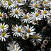 Heath Rose Photo 25