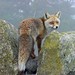 Victor Fox Photo 36