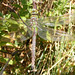 Milton Hunt Photo 36