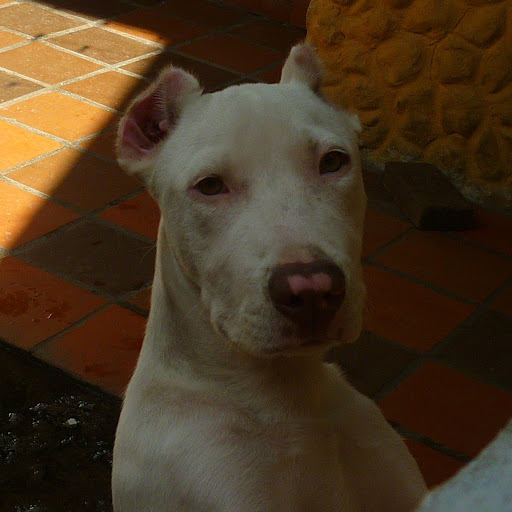 Jose Roche Photo 16