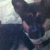 Mark Levin Photo 13