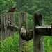 Robin Hanger Photo 10