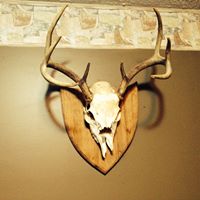 Michael Willman Photo 7