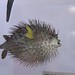 Jon Puffer Photo 23