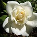 Rose White Photo 47