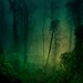 Misty Peace Photo 17