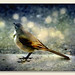 Carl Crumb Photo 16