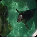 April Seal Photo 26