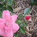 Elsie Bush Photo 21
