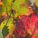Autumn Roman Photo 25