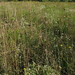 Deborah Dennis Photo 28