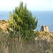 Fortino Torres Photo 21