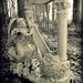 Dawn Harp Photo 32