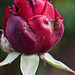 Devon Rose Photo 37