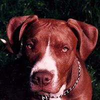 Brent Ross Photo 2