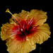 Amarjit Singh Photo 50