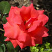 Rose Robles Photo 35