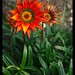 Mae Powers Photo 21