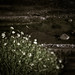Rex Owens Photo 35